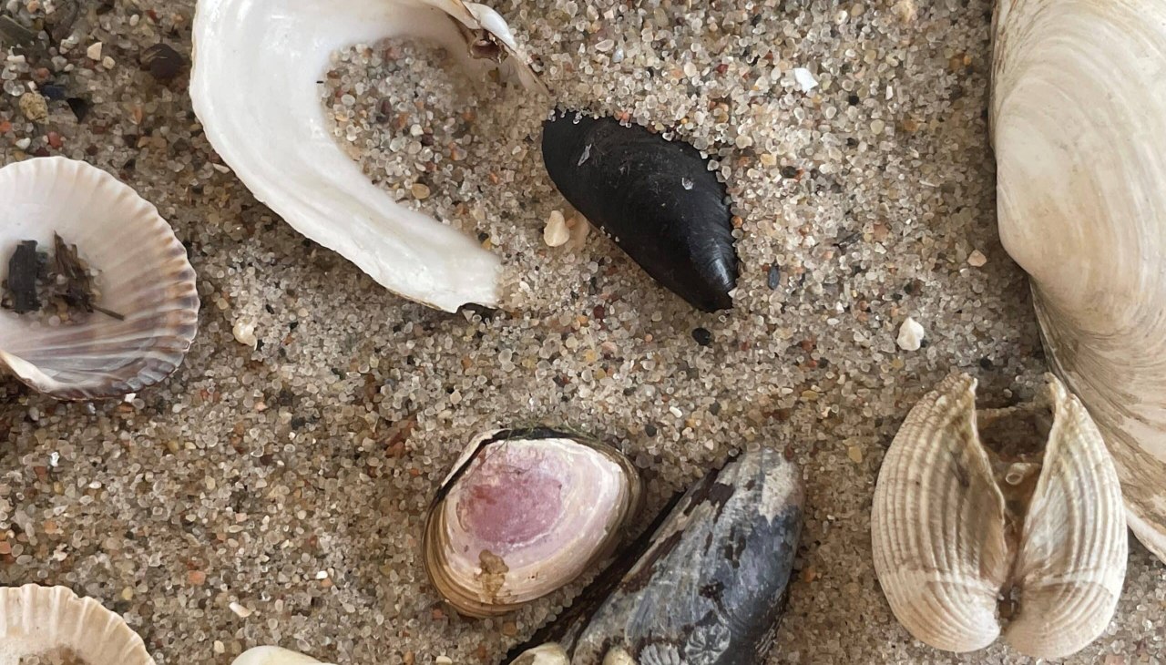 NatureWorkshop: Kreatywne rzeczy z flotsam i jetsam, © Erlebnis Akademie AG/NEZR NatureWorkshop: Kreatywne rzeczy z flotsam i jetsam, © Erlebnis Akademie AG/NEZR