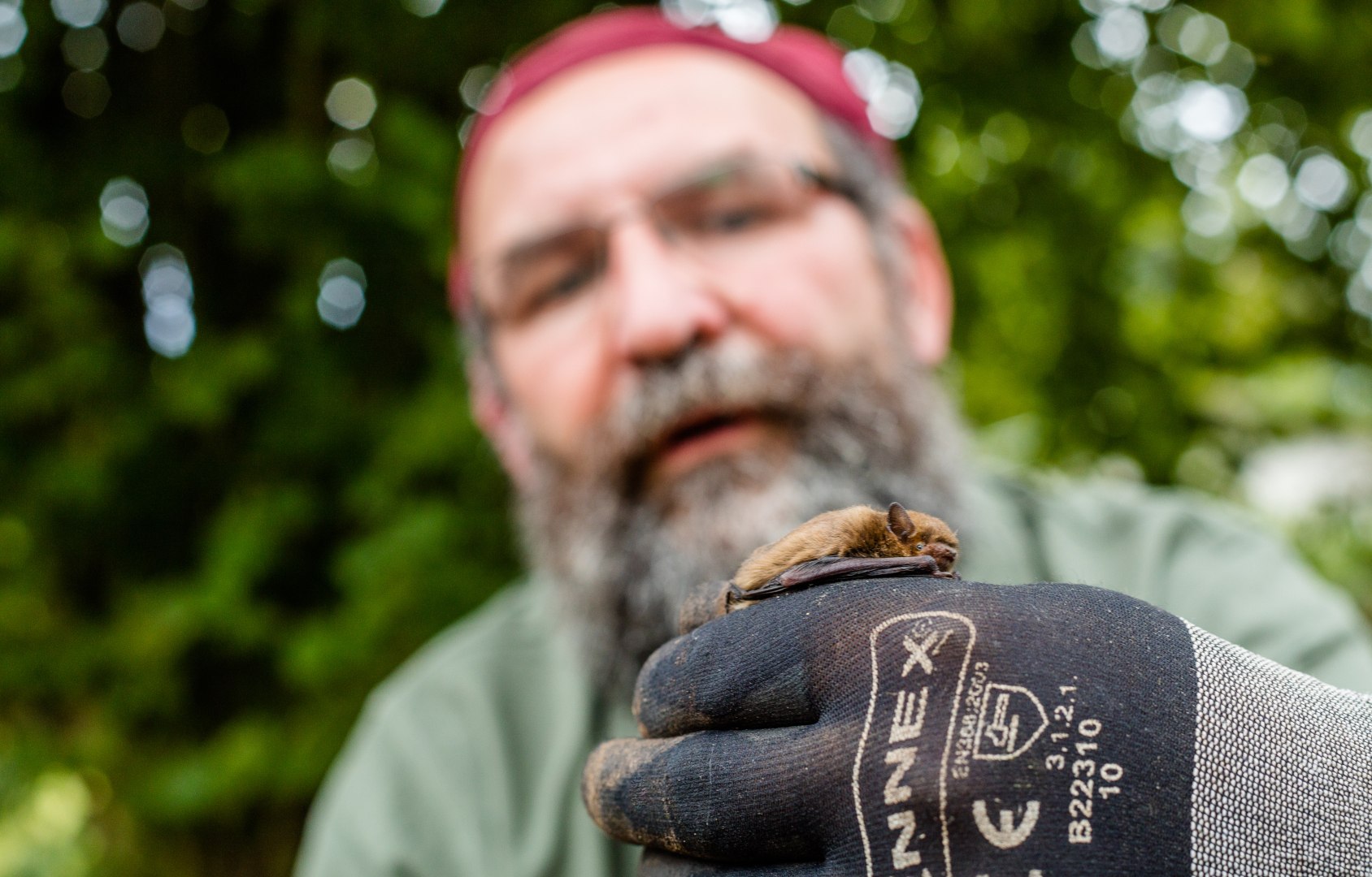 A bat in the hands of Ralf Koch, who offers guided tours and explains how to protect the animals.