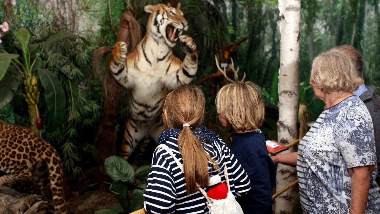 Tijgers bij Wildlife Usedom // &copy; H. B&ouml;hm / trassenheide.de