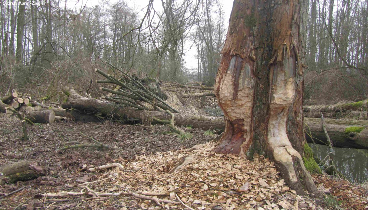 Beversporen, &copy; Gudrun Marin-Ziegler