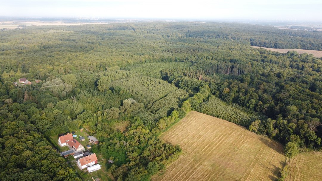 Klimatyczny las Golchen, © Landesforst MV
