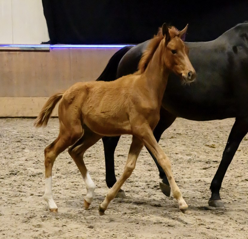 Pokaz źrebiąt rasy Trakehner 2025, © DE Pokaz źrebiąt rasy Trakehner 2025, © DE