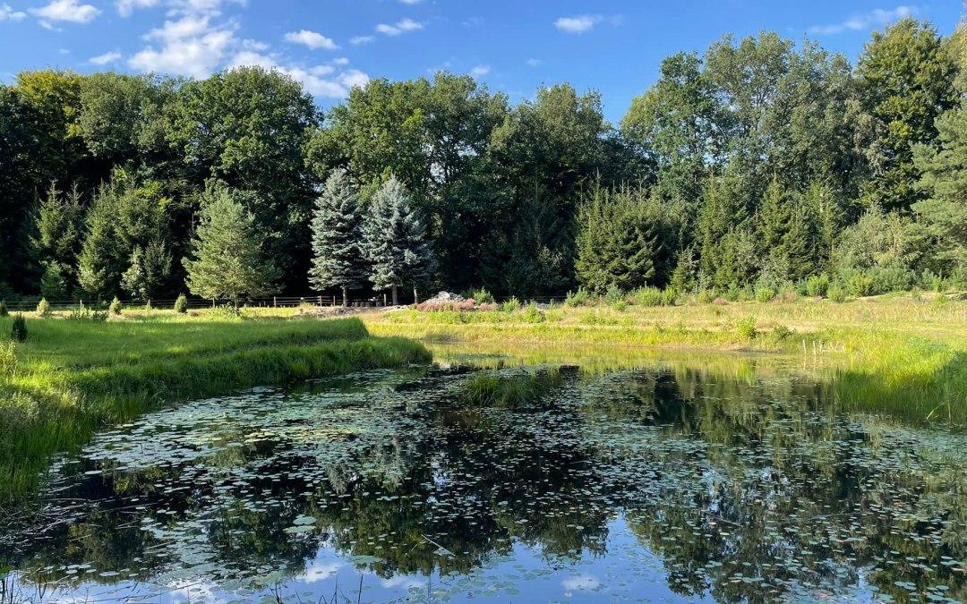 Biotop Saale2, &copy; TZ S&uuml;dliche Boddenk&uuml;ste