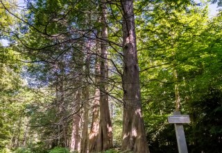 Redwood trees in the Osterwald Zingst, © TMV_Tiemann Redwood trees in the Osterwald Zingst, © TMV_Tiemann