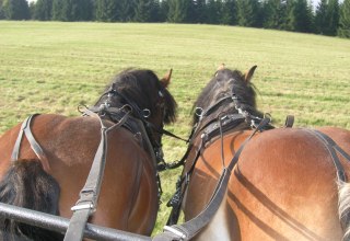 Rijtuig, © Mieke