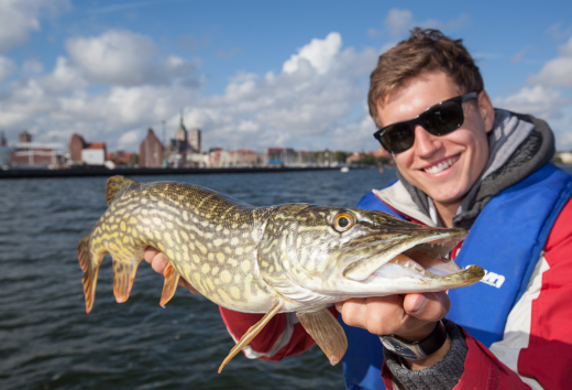 Grote vangst: een visser heeft een grote snoek gevangen in de Strelasund. Een geslaagd einde van de vistrip.