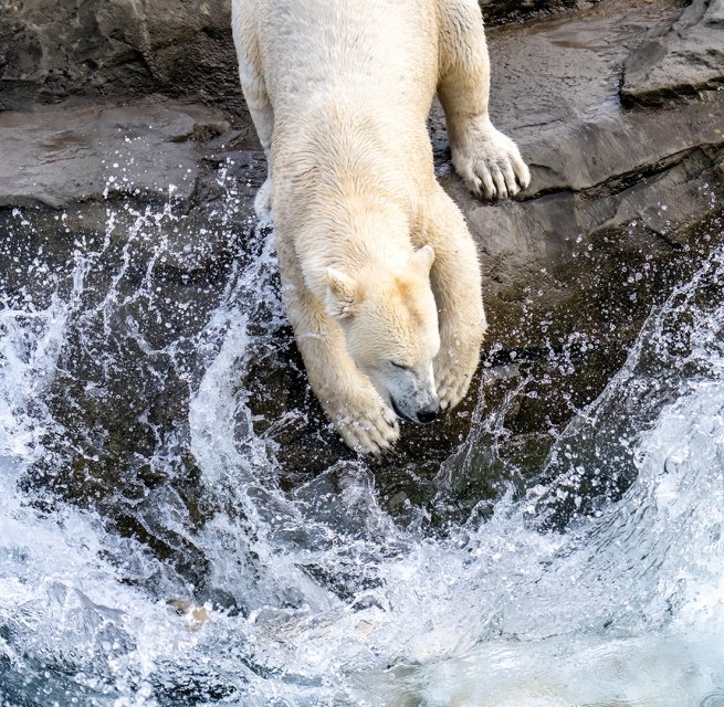 A polar bear at the Rostock Zoo. // © Zoo Rostock/ Drübbisch A polar bear at the Rostock Zoo. // © Zoo Rostock/ Drübbisch