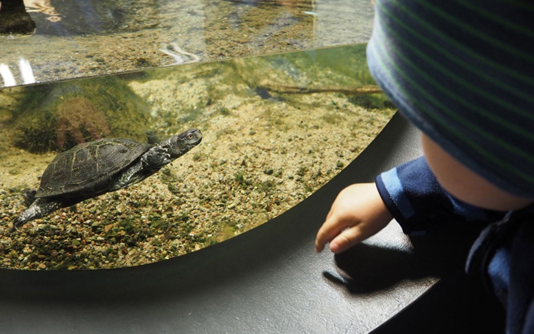 Zeldzame ontmoetingen - de Europese moerasschildpad in het Müritzeum - vroeger inheems in onze regio., © Familie Blankl