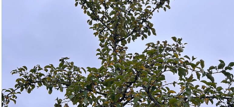 © D. Heppner © D. Heppner