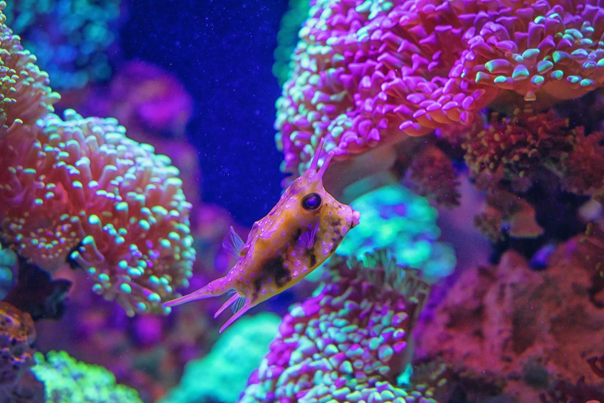 Hoornkoffervis in het Great Barrier Reef // &copy; Anke Neumeister/Deutsches Meeresmuseum