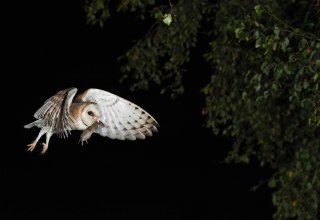 Barn owl with captured mouse // © A. Schüring Barn owl with captured mouse // © A. Schüring