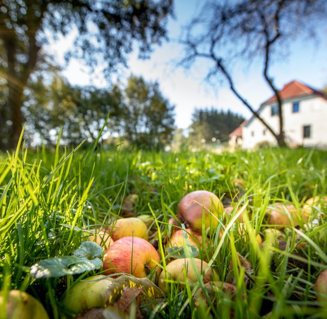 Orchard meadow in the manor house // © Florian Foest Orchard meadow in the manor house // © Florian Foest