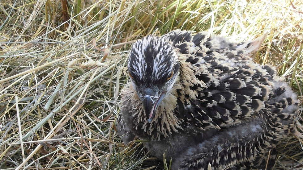 Ornithologie, © Polak