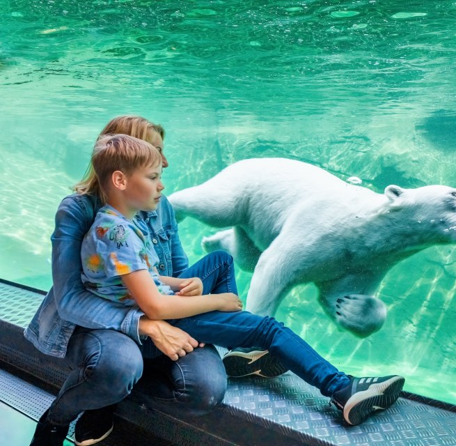 Child with mother watching two swimming polar bears behind glass in the Polarium at Rostock Zoo.