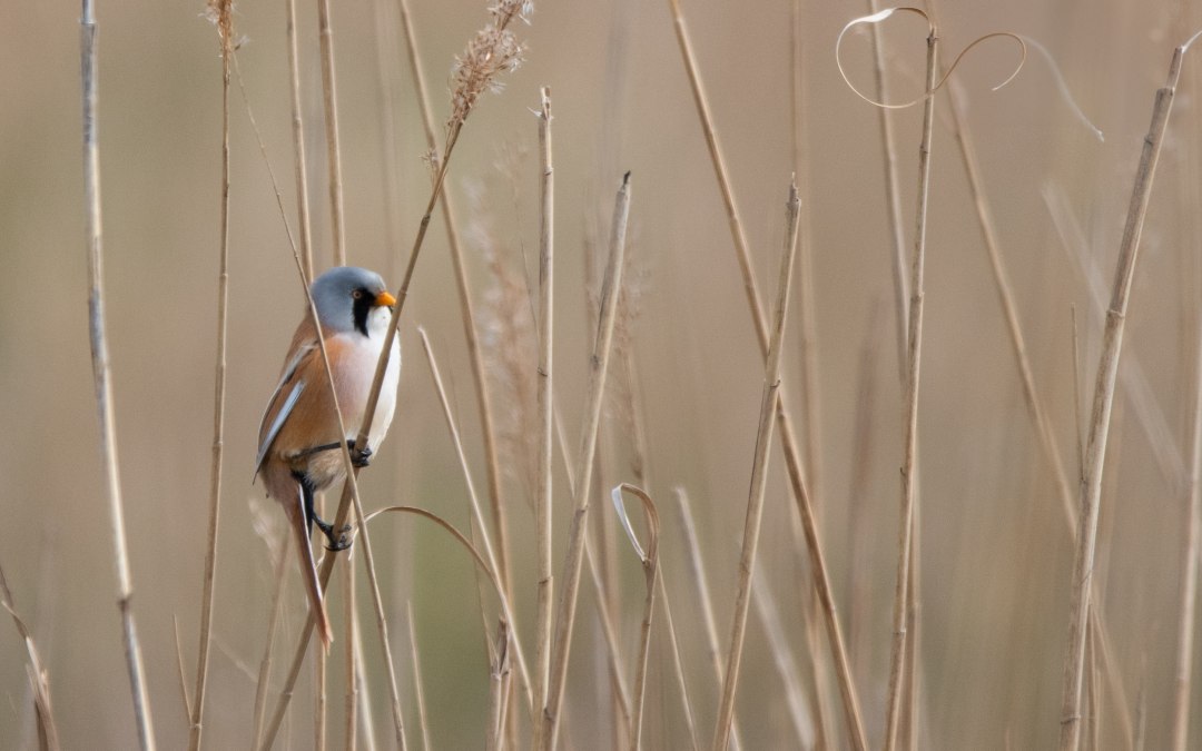 Vogels op de Bodden, © Südliche Boddenküste