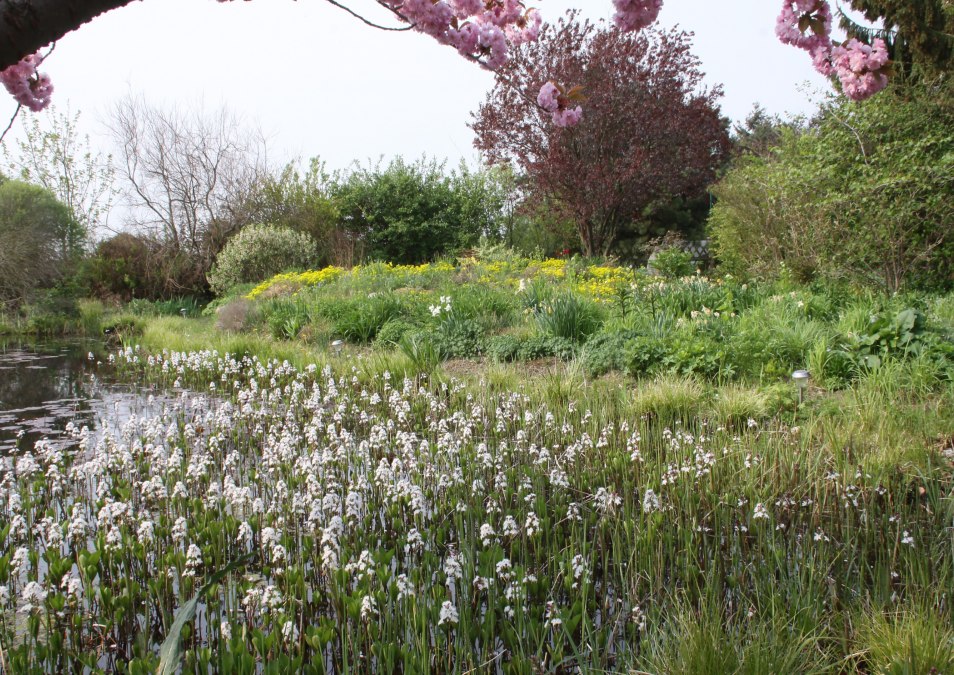 Feverfew clover in full bloom, © Claus Gering