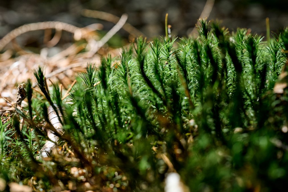 20230704-Kräuterwanderung-337-Foto-Burwitz-Pocha, © burwitz