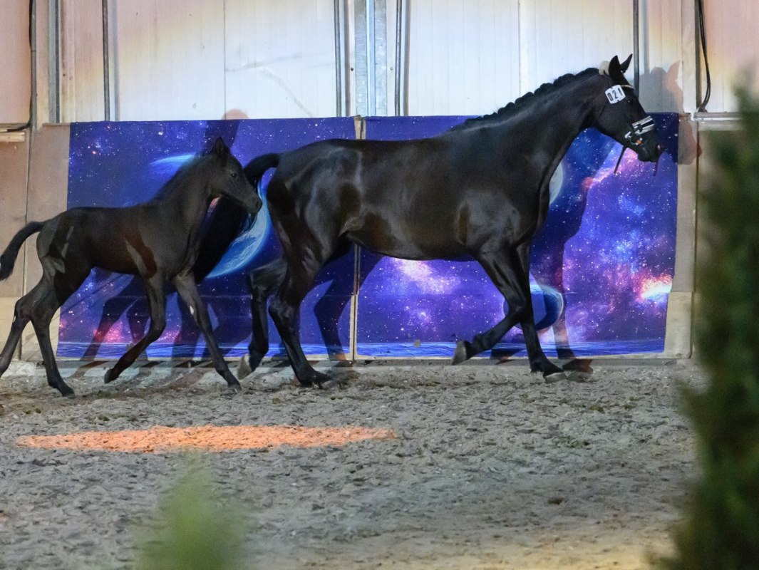 Mare performance test Bernstein rider // &copy; de