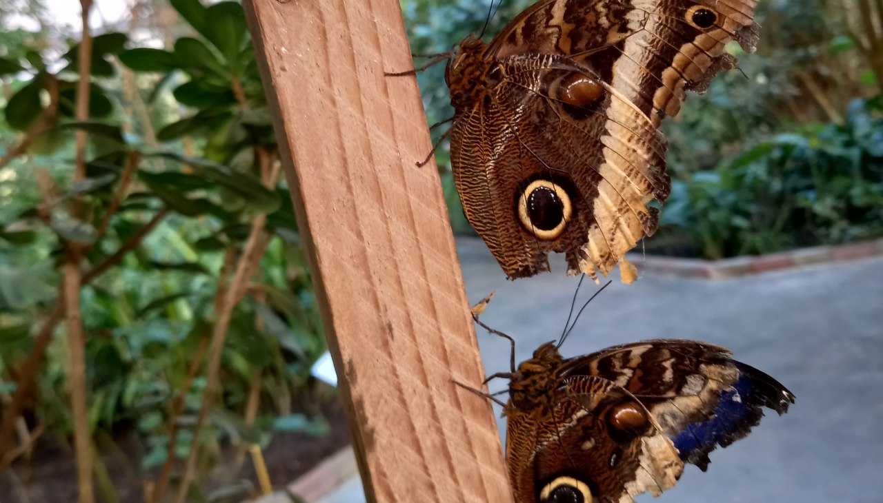 20220312_163903, &copy; Schmetterlingsfarm/Heike Schnelle