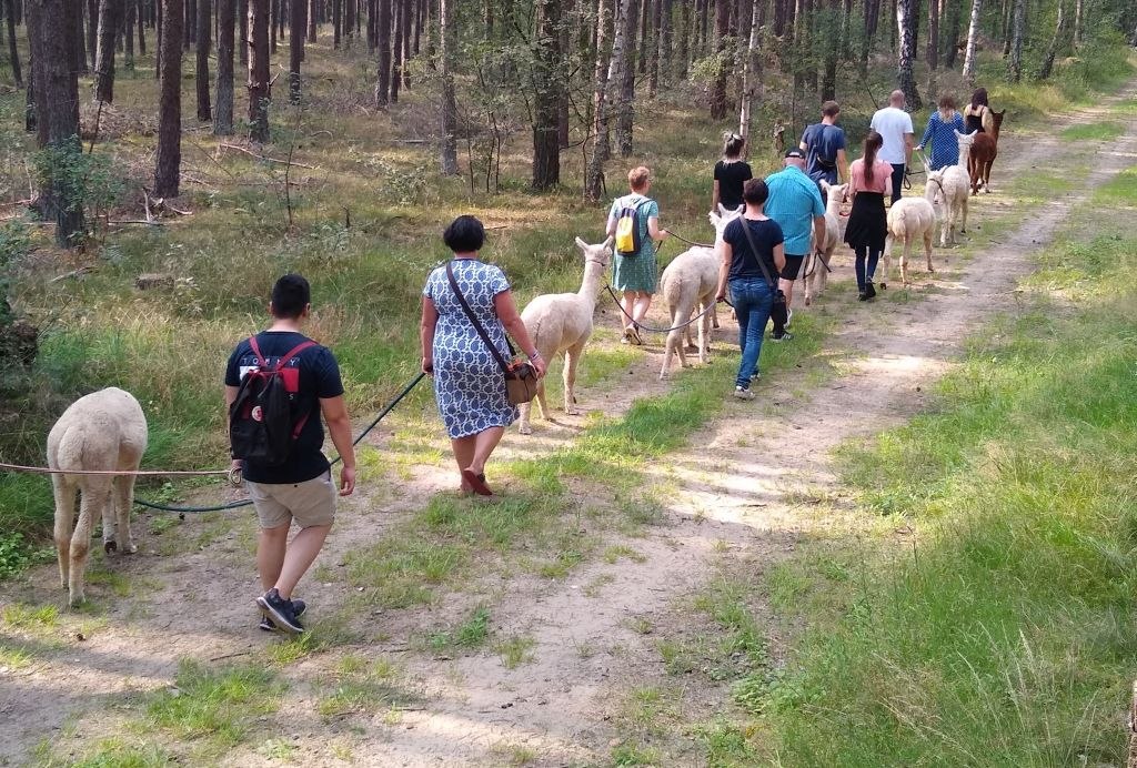 Alpaca wandeling, boerderij Birkenkamp, &copy; &copy; Jennifer Dietel