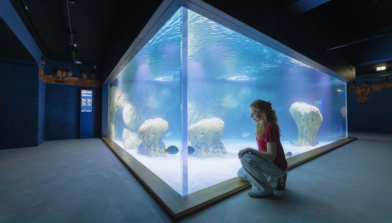 The bright underwater world of the Fiji Islands: White sand and light-colored rocks illustrate this habitat in a basin that holds 85,000 liters of water., © Anke Neumeister/Deutsches Meeresmuseum