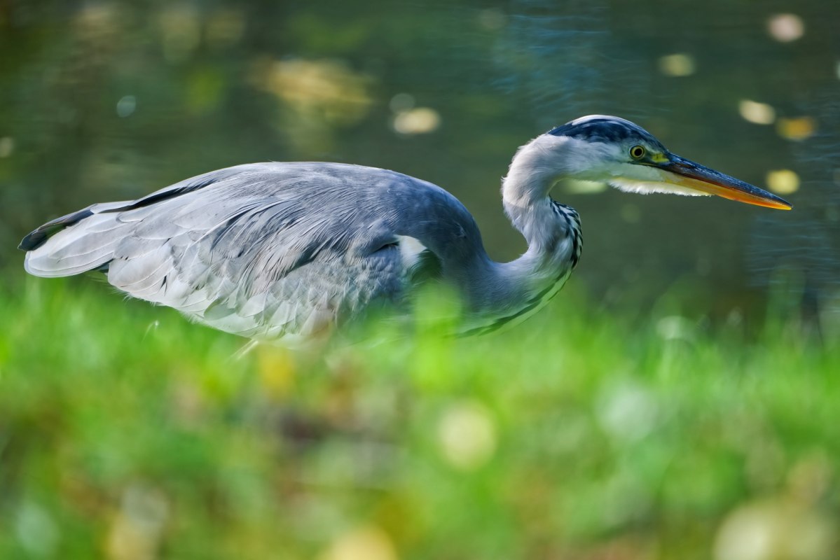 Czapla siwa na czatach // © Ulf Pipping Czapla siwa na czatach // © Ulf Pipping