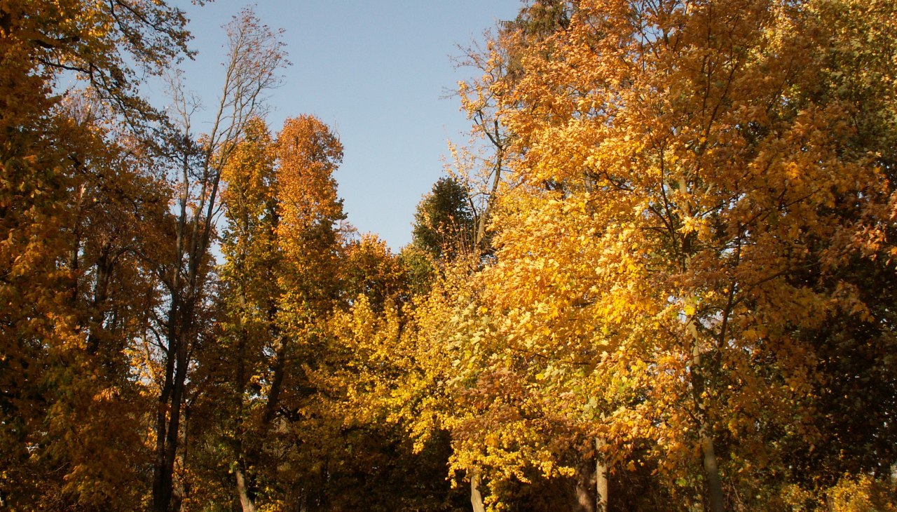 Een wandeling in het park in de herfst, &copy; Kr&ouml;ger