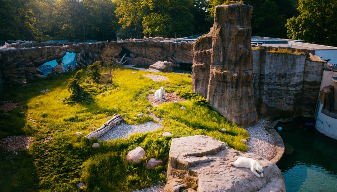 Polarium w zoo w Rostocku przypomina nieco Zatokę Hudsona w Kanadzie, która jest domem dla wielu niedźwiedzi polarnych. Widok z lotu ptaka na wybieg z niedźwiedziami polarnymi.