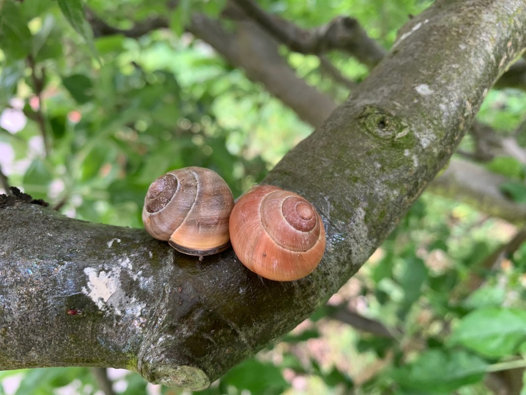 baenderschnecken-auf-dem-baum-atantje-joost-hirsekorn, © Antje Joost-Hirsekorn baenderschnecken-auf-dem-baum-atantje-joost-hirsekorn, © Antje Joost-Hirsekorn