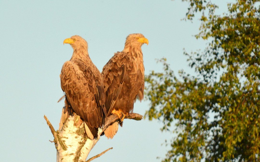 Een paartje zeearenden in de avondzon aan de oever van de Recknitz, © Thomas Naumann