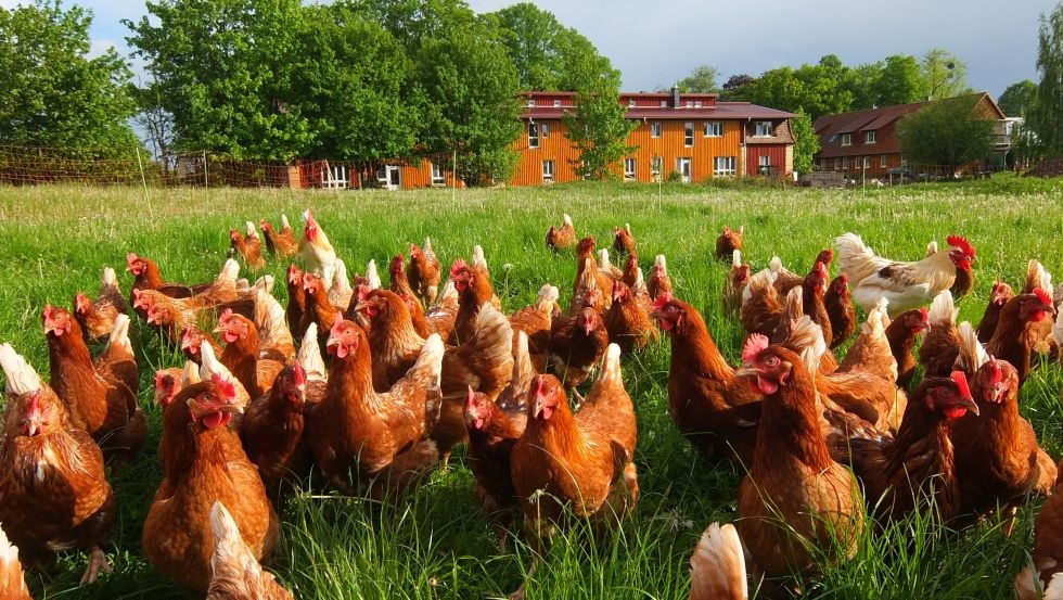 Ervaar de biologische landbouw op de Medewege boerderij, © Hof Medewege/ Hof Ferien Medewege UG