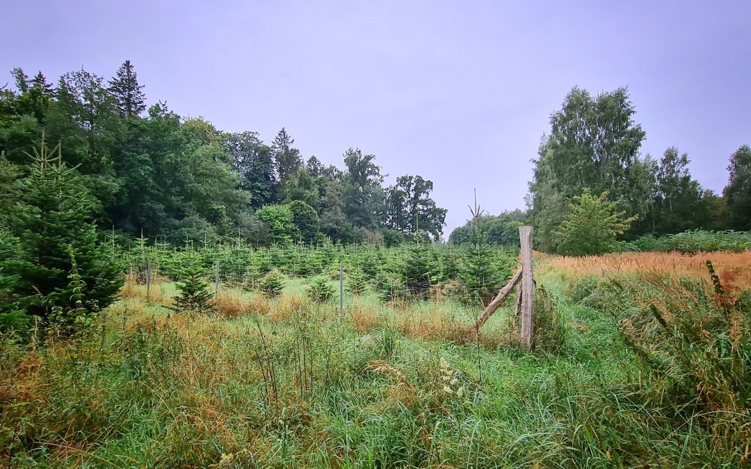 Klimaatbos Sehlen, © Landesforst MV