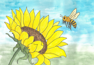eine Zeichnung, Biene fliegt zur Sonnenblumenbl&uuml;te // &copy; M&uuml;ritzeum