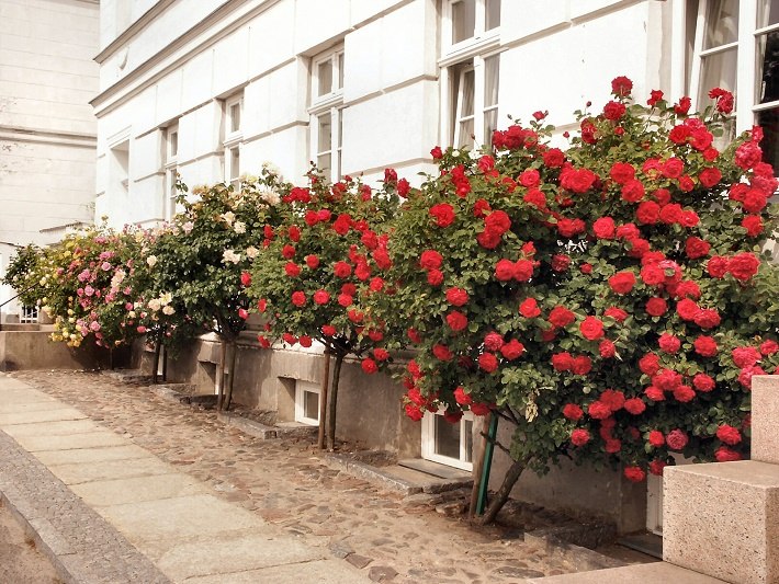 Voor bijna elk huis staan prachtige rozenstruiken., © Tourimuszentrale Rügen