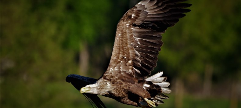 Seeadler im Flug // © Jörg Dollmanski Seeadler im Flug // © Jörg Dollmanski