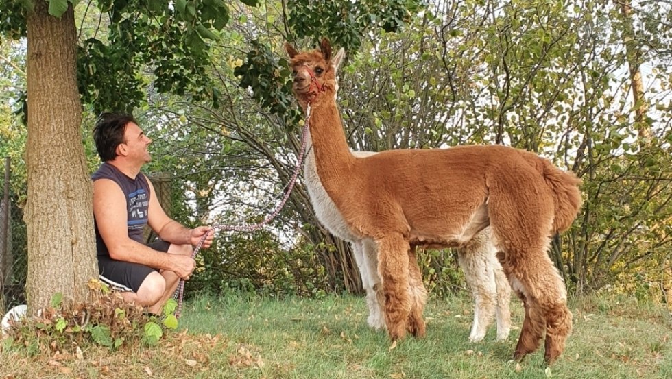 Alpaca Ranch Ruhner Berge avonturenboerderij, &copy; Erlebnishof Alpaka Ranch Ruhner Berge