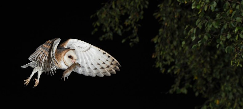 Sowa płomyk&oacute;wka ze schwytaną myszą // &copy; A. Sch&uuml;ring