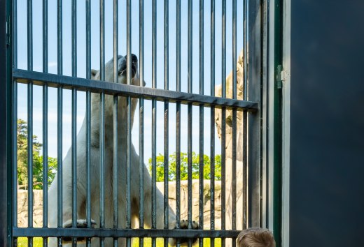 A polar bear stands on its two hind legs at the enclosure fence. A small cub is standing in front of him.