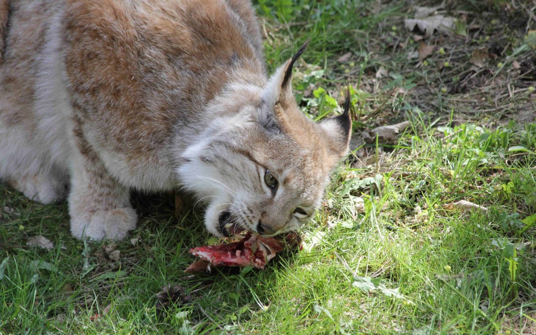Wildpark-MV - De lynx voeren, © Wildpark-MV