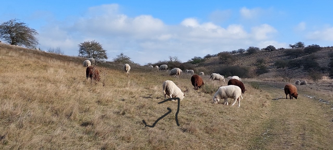 Schapen grazen op de helling // &copy; joedied
