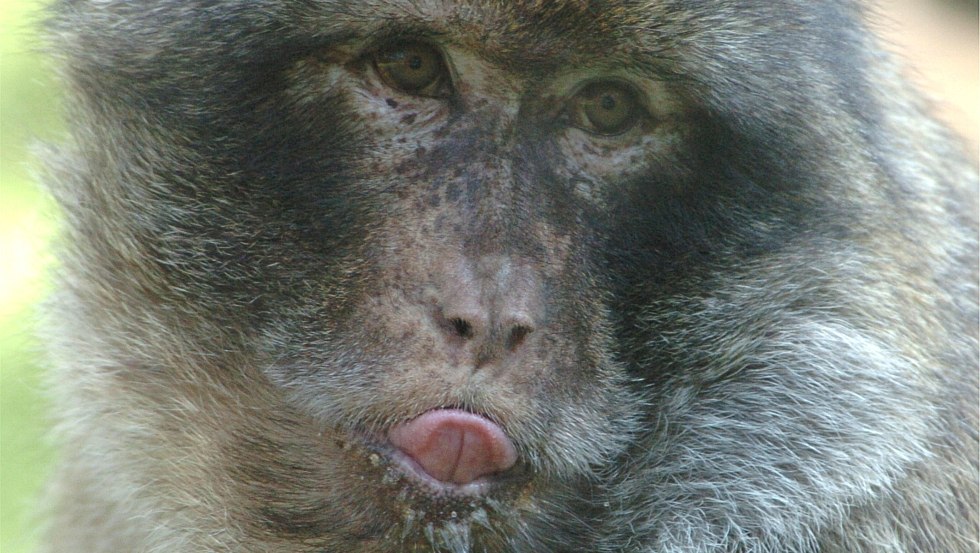 Berberaap in de dierentuin van Ueckermuende, © Tierpark Ueckermünde