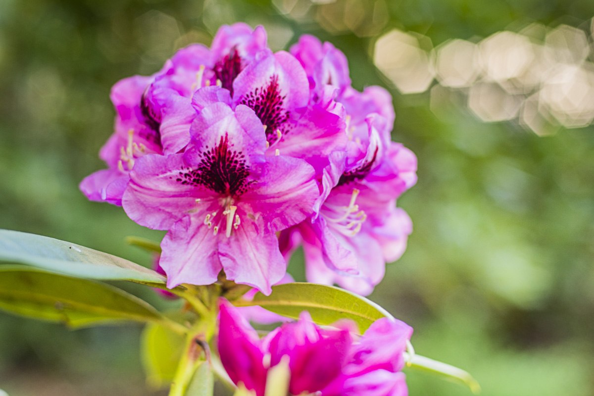 Rhododendron Park Festival | Een feest voor de zintuigen: betoverende bloesems, culturele lekkernijen en marktdrukte. // © André Pristaff / Tourismus- und Kur GmbH Graal-Müritz Rhododendron Park Festival | Een feest voor de zintuigen: betoverende bloesems, culturele lekkernijen en marktdrukte. // © André Pristaff / Tourismus- und Kur GmbH Graal-Müritz