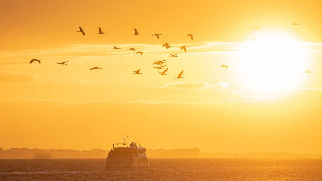 Kranich-001, &copy; Wei&szlig;e Flotte GmbH