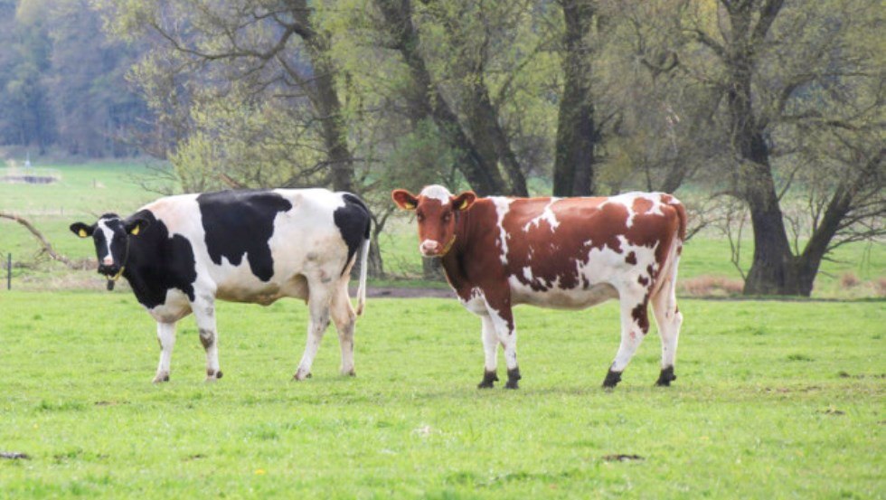 1000 hardworking dairy cows are milked three times a day, © Peeneland Agrar GmbH