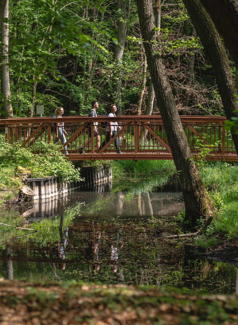 The Graupenmühler bridge crosses the idyllic Radebach stream., © TMV/Gross The Graupenmühler bridge crosses the idyllic Radebach stream. Three people cross this bridge in the sunshine.