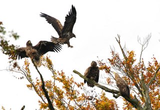 © www.naturfotografie-roman-vitt.de