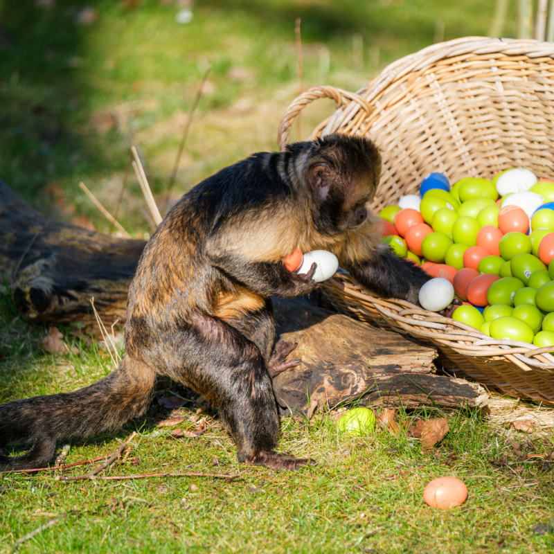 Foto Kapucijner Pasen, © Zoo Schwerin Foto Kapucijner Pasen, © Zoo Schwerin