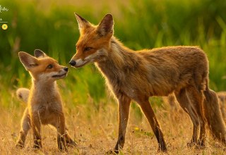 "Fenja, the coastal vixen" // &copy; Mario M&uuml;ller