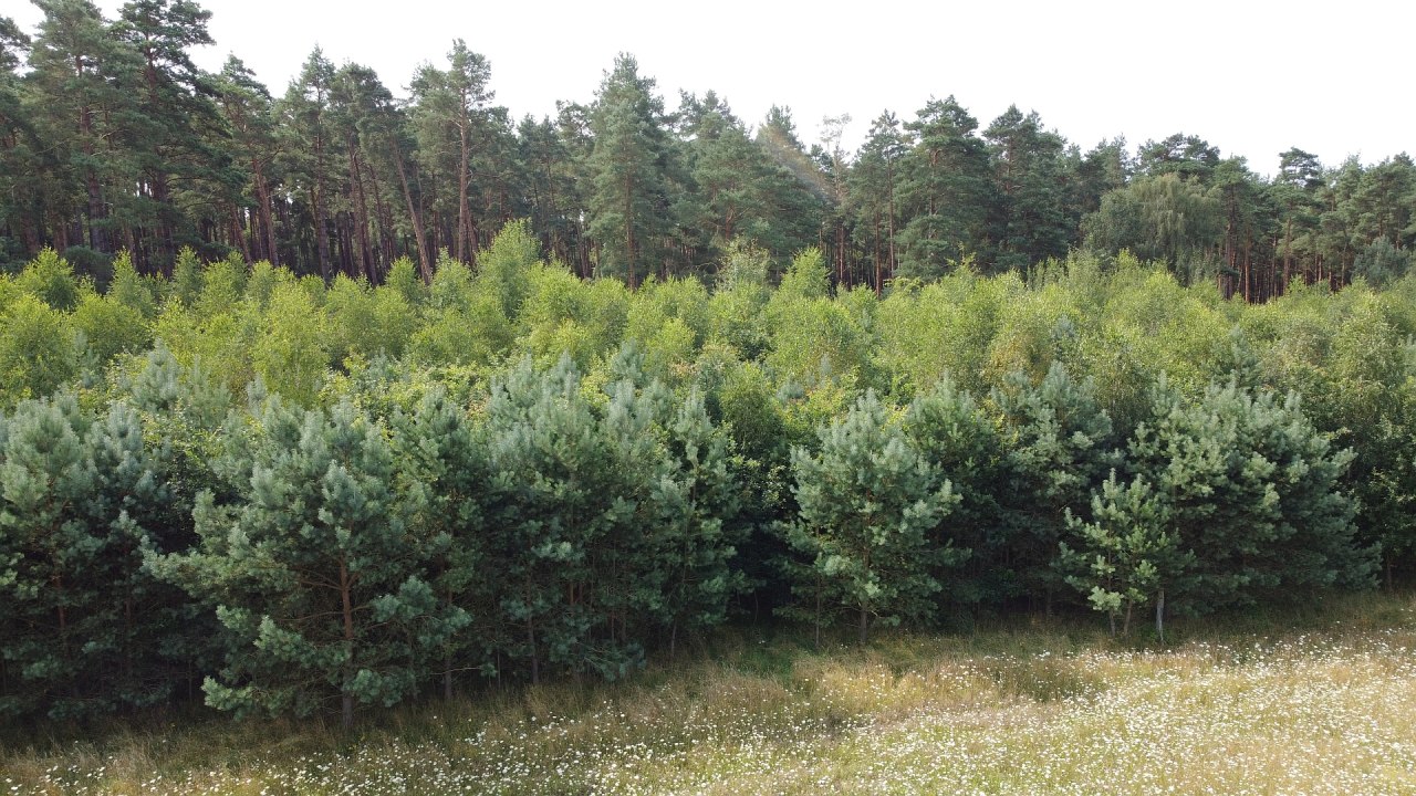 Klimatyczny las Neustrelitz, &copy; Landesforst MV