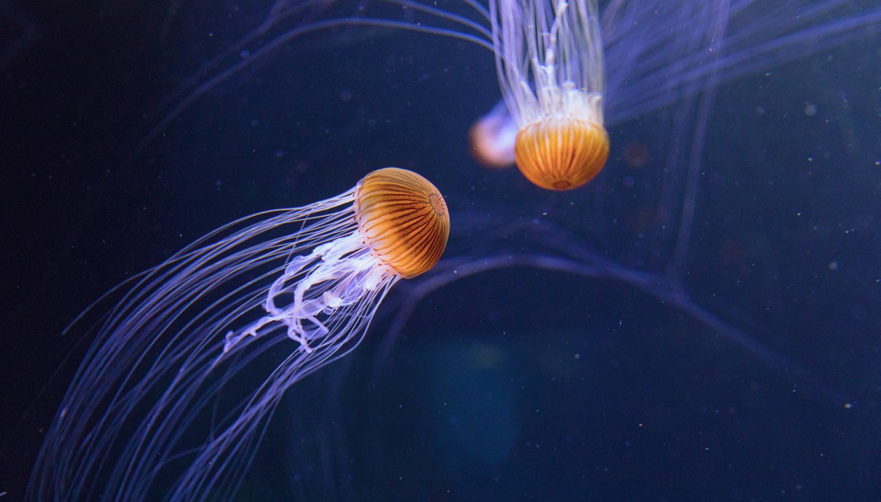 De tentakels van de kompaskwal kunnen wel drie meter lang worden, © Anke Neumeister/Deutsches Meeresmuseum De tentakels van de kompaskwal kunnen wel drie meter lang worden, © Anke Neumeister/Deutsches Meeresmuseum